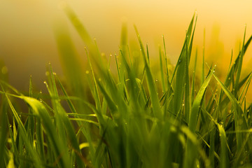 Fototapeta premium Water drops on the green grass. Green wet grass with dew. Close up of fresh grass with water drops in the early morning