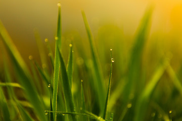Water drops on the green grass. Green wet grass with dew. Close up of fresh grass with water drops in the early morning