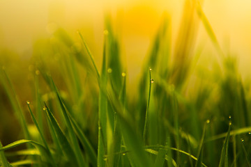 Water drops on the green grass. Green wet grass with dew. Close up of fresh grass with water drops in the early morning