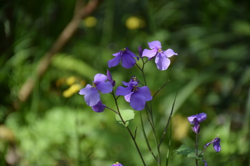 Close up of wild Honesty flowers, purple flowers, Lunaria Annua, blurred green backdrop