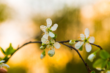 Beautiful white flowers of apple tree in the garden. Spring bloom on branches