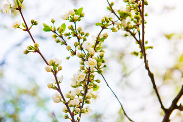 Beautiful white flowers of apple tree in the garden. Spring bloom on branches
