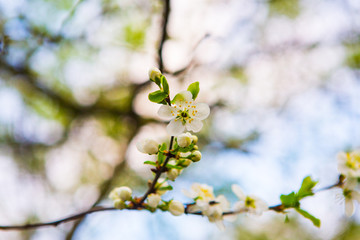 Beautiful white flowers of apple tree in the garden. Spring bloom on branches