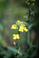 yellow flower in the garden