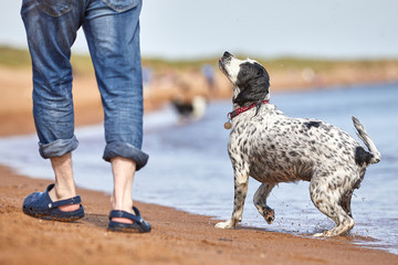 Sweet black and white spaniel dog looking up at owner on the beach. One male's legs wearing sandals. Man's best friend.