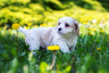 Small cute Little White Dog