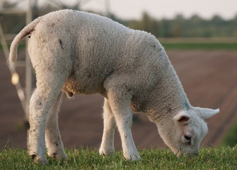 Obraz na płótnie Canvas Sheep lamb in Dutch rural area on dike