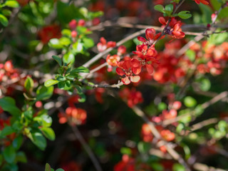 Quince tree blooming in spring