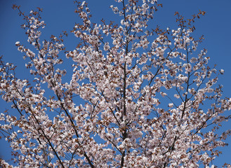 beautiful blooming sakura in spring