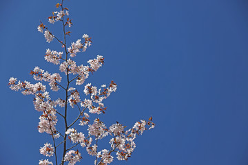flowering sakura branch against the blue sky