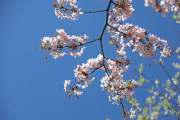 flowering sakura branch against the blue sky