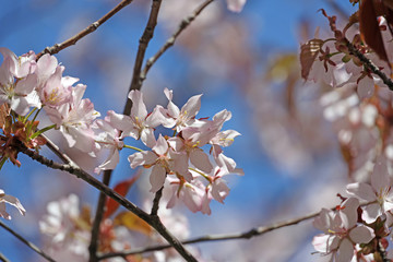 flowering sakura branch against the blue sky
