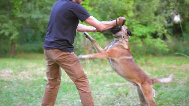 The Dog Is Preparing To Attack The Toy From His Trainer. Belgian Malinois Is Training With A Man. Dog Training Concept Video