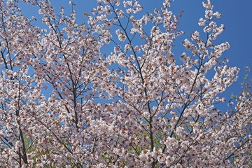 beautiful blooming sakura in spring