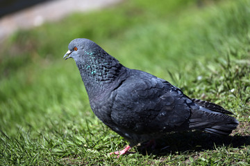 pigeon in the green grass