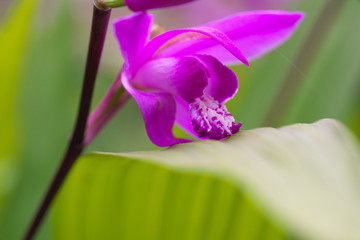 Tokyo,Japan-May 10, 2020: Closeup of Bletilla striata or hyacinth orchid or Chinese ground orchid...