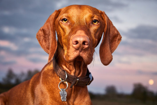 Beautiful Hungarian Vizsla hunting dog close up. Looking into camera at sunset with colorful vibrant sky background