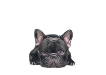Adorable French bulldog puppy lying on over white background, with space for your text design. Cute dog.