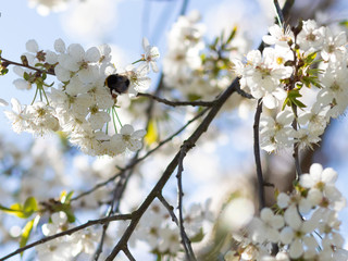 A bee pollinating a tree