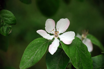 apple tree flower on a background of green leaves on an apple tree