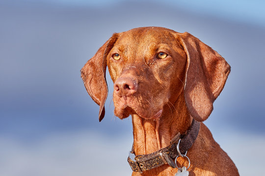 Beautiful Hungarian Vizsla hunting dog close up. Looking into the distance with colorful vibrant background.