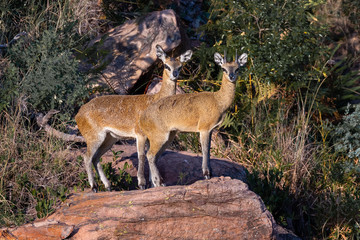 A klipspringer ram and ewe standing on a rock in the late afternoon sun  in Welgevonden private...