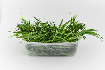 Lots of green leaves and cannabis herb marijuana in a plastic container isolated on white background.