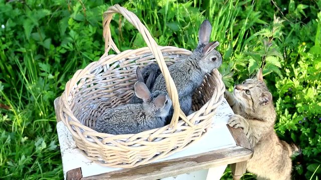 A young cat is playing with baby rabbits. 