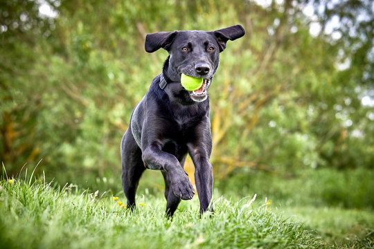 Happy Labrador pure breed dog running through the park retrieving tennis ball. Close up action shot with beautiful green colour trees and grass.