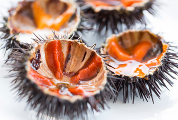 Ricci di mare
