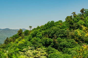 Trees, Mountain and Sky
