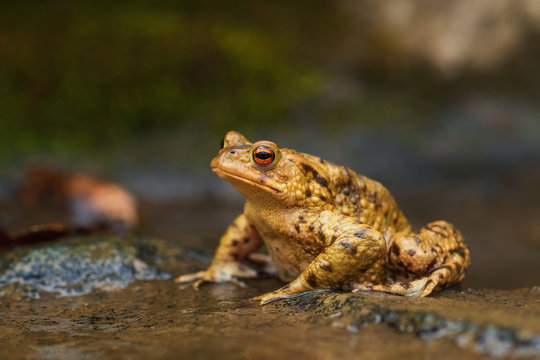 Common European Toad - Bufo bufo, large frog from European rivers and lakes, Zlin, Czech Republic.