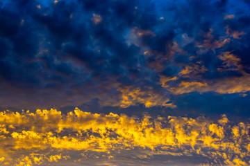 Fototapeta premium The sky is completely covered with golden yellow and blue clouds illuminated by the sun. Sunset or dawn.
