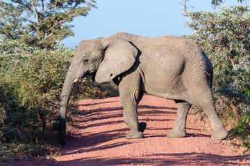 A big elephant walking across a gravel road in the early morning sun in Welgevonden private game reserve, South Africa