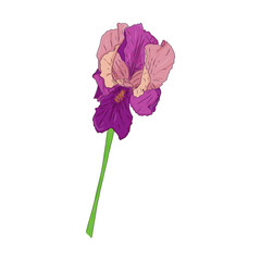 Blooming Iris. Blooming Bud on the stem. Color Botanical illustration. Hand drawn and isolated on white. Vector. Floral design for postcards, invitations, wedding decorations.