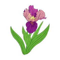 Blooming Iris. Blooming Bud on a stem with leaves. Color Botanical illustration. Hand drawn and isolated on a white background. Vector. Floral design for postcards, invitations