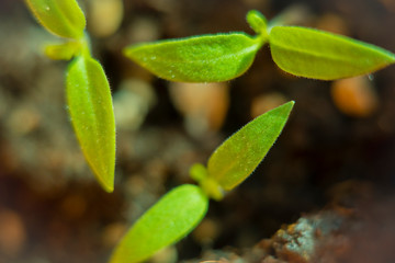 Blurred with soft focus background with a small sprout of tomato sprouted from the ground.