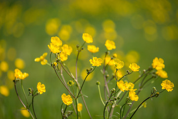 Obraz premium Bright yellow buttercups in the spring sunshine