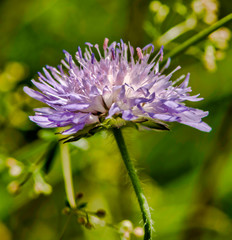 Fleur sylvestre à Drom, France