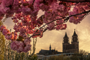 Blick auf den Magdeburger Dom im Frühling durch einen Rahmen aus Kirschblüten - obrazy, fototapety, plakaty