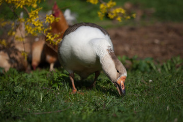 Domestic goose and chickens graze under a Forsythia bush on a home farm in early spring.
