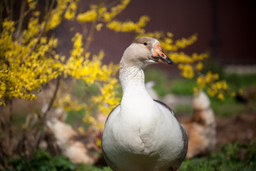 Domestic goose and chickens graze under a Forsythia bush on a home farm in early spring.