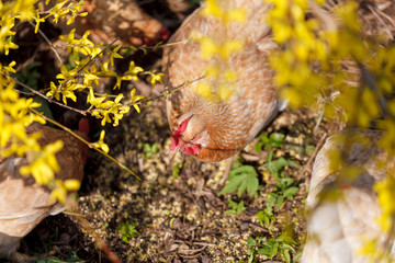 Domestic hens graze under a forsythia bush on a home farm in early spring.