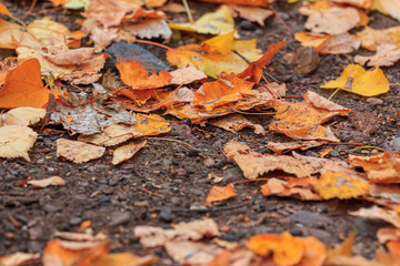 A road in the forest, dotted with fallen yellow and red leaves. Warm autumn day.