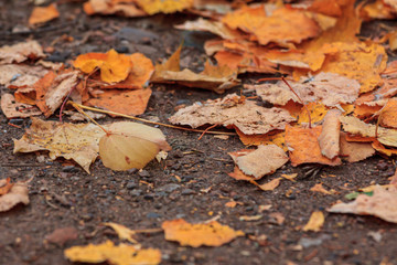 A road in the forest, dotted with fallen yellow and red leaves. Warm autumn day.