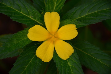 Single yellow flowers in my garden