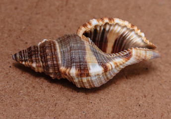 seashell on the sand