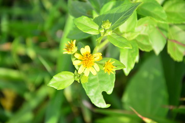 yellow flowers in the garden