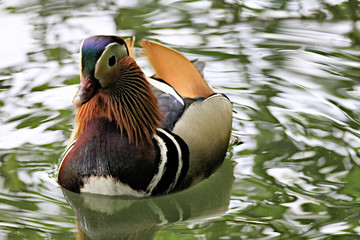 Mandarin Duck