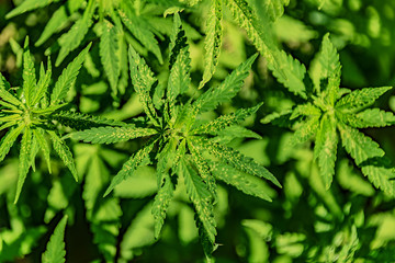 cannabis bushes close up green leaves grow